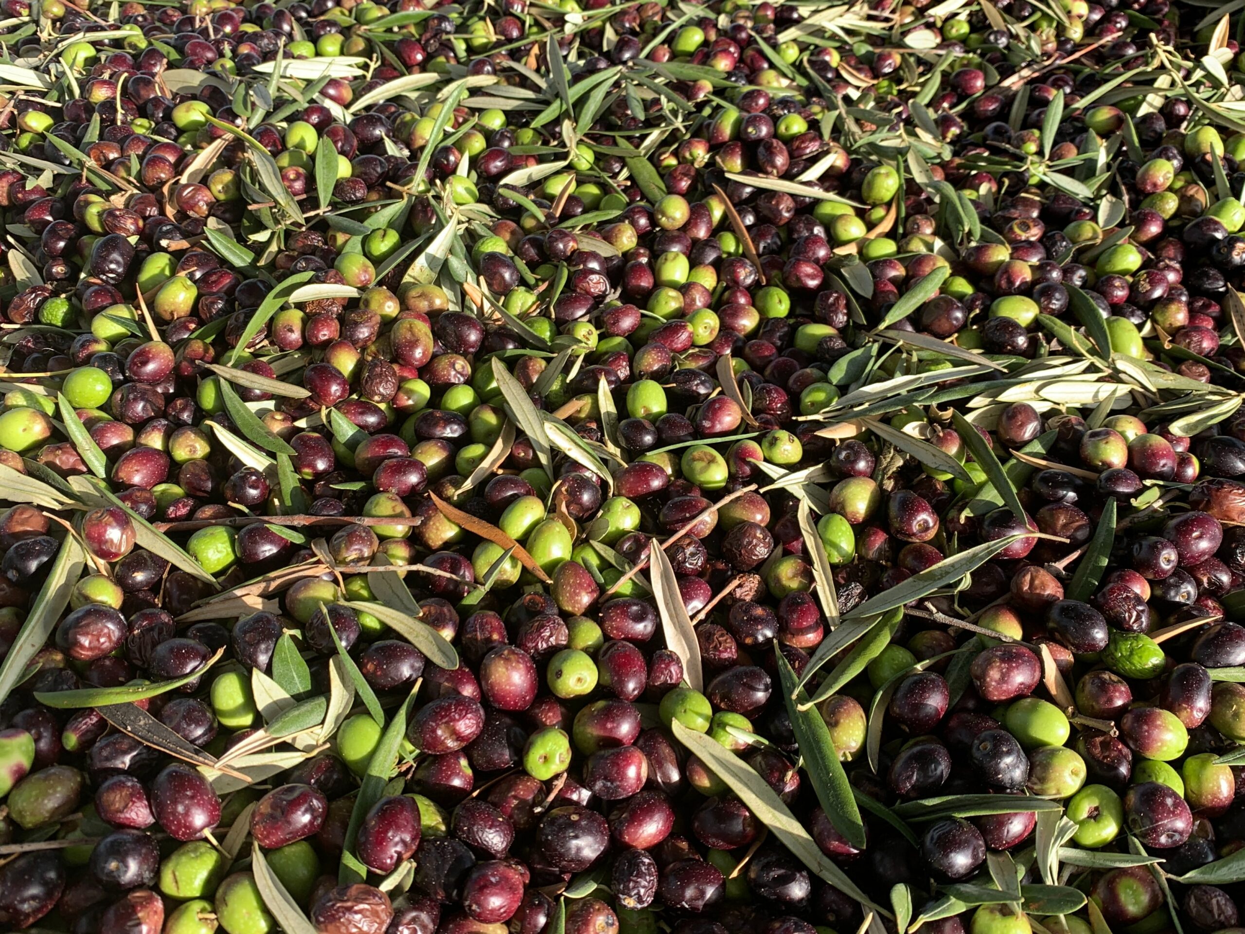 Huile d’olive fruité mûr