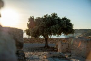 Origines de la culture de l'oliver dans l'antiquité