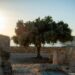 Origines de la culture de l'oliver dans l'antiquité