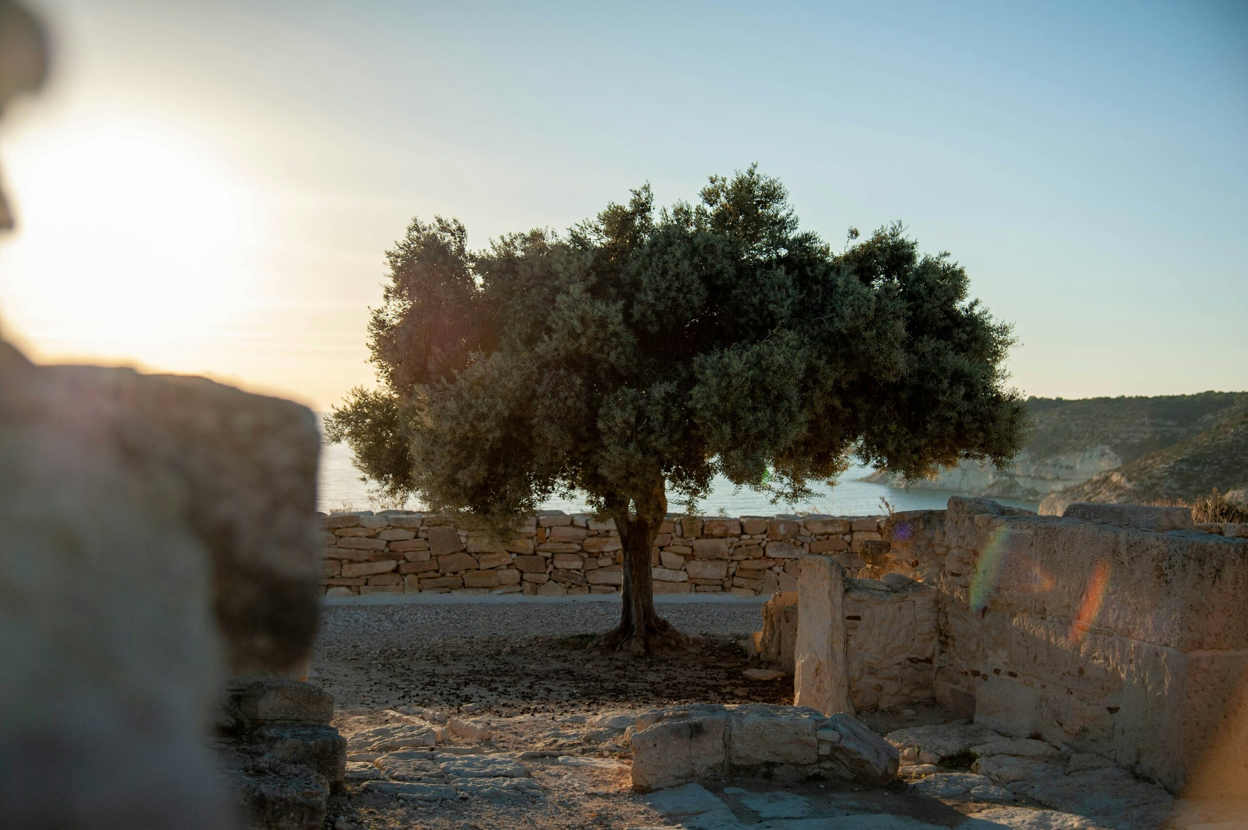Les origines de la culture de l’olivier : l’Antiquité