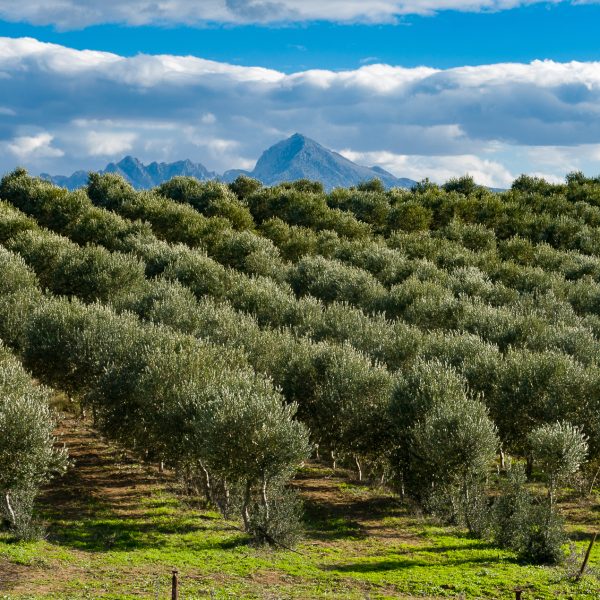 champ d'olivier vert avec ciel bleu et une montagne en fond