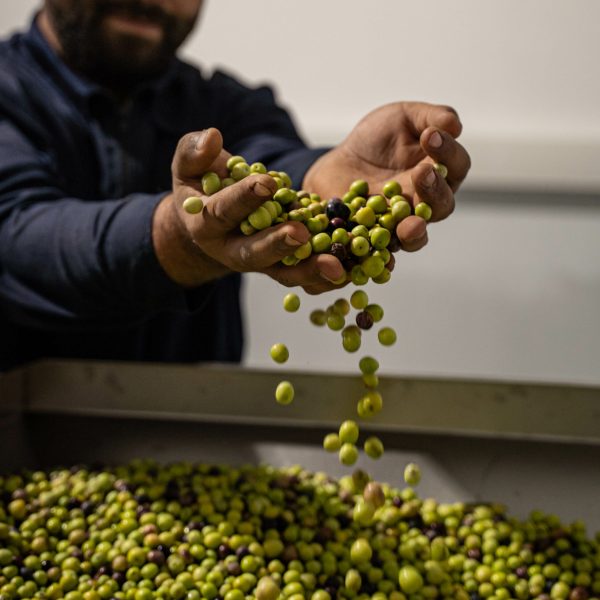Producteur huile olive